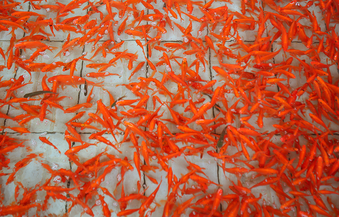 Làng cá chép đỏ hối hả thu hoạch trước Tết Công Táo